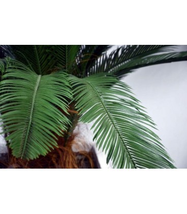 Pianta artificiale Chycas revoluta 100 h 